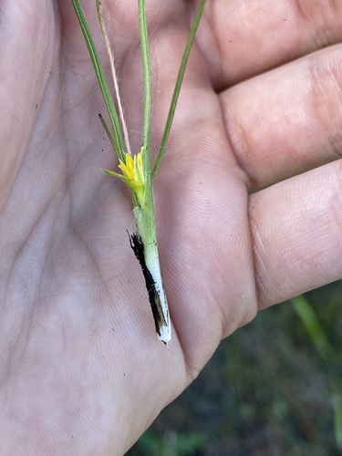 Wright's star-grass (Hypoxis wrightii)