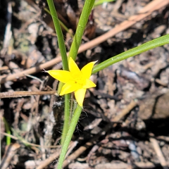 Wright's star-grass (Hypoxis wrightii)