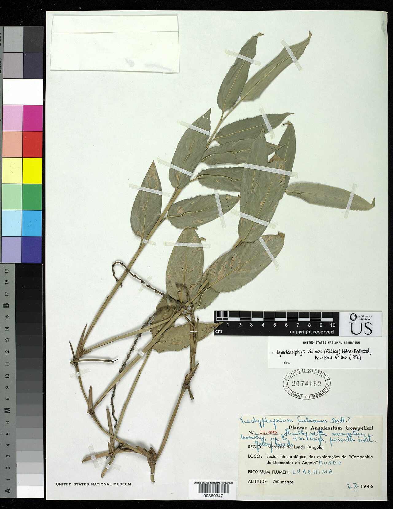 Hypselodelphys violacea: * Hypselodelphys violacea (Ridl.) Milne-Redh. Object Details Biogeographical Region 26 - South Tropical Africa Collector F. Gossweiler Max. Elevation 750 Min. E