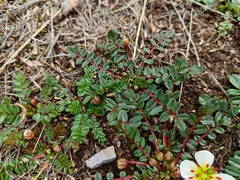 Hypseocharis bilobata (Hypseocharis bilobata)