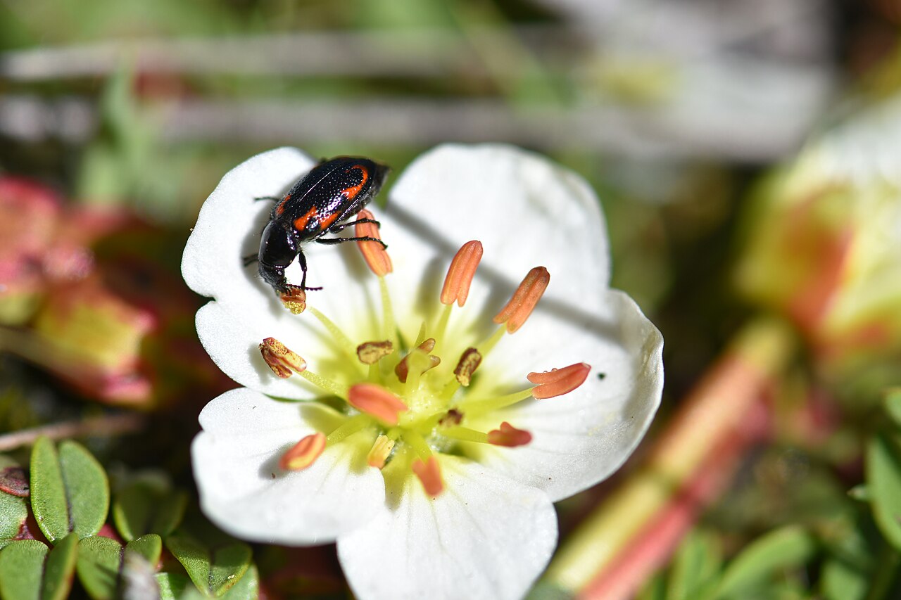 Hypseocharis bilobata: Coleoptera feeding on the pollen of Hypseocharis bilobata, Huaráz, Ancash, Peru.
