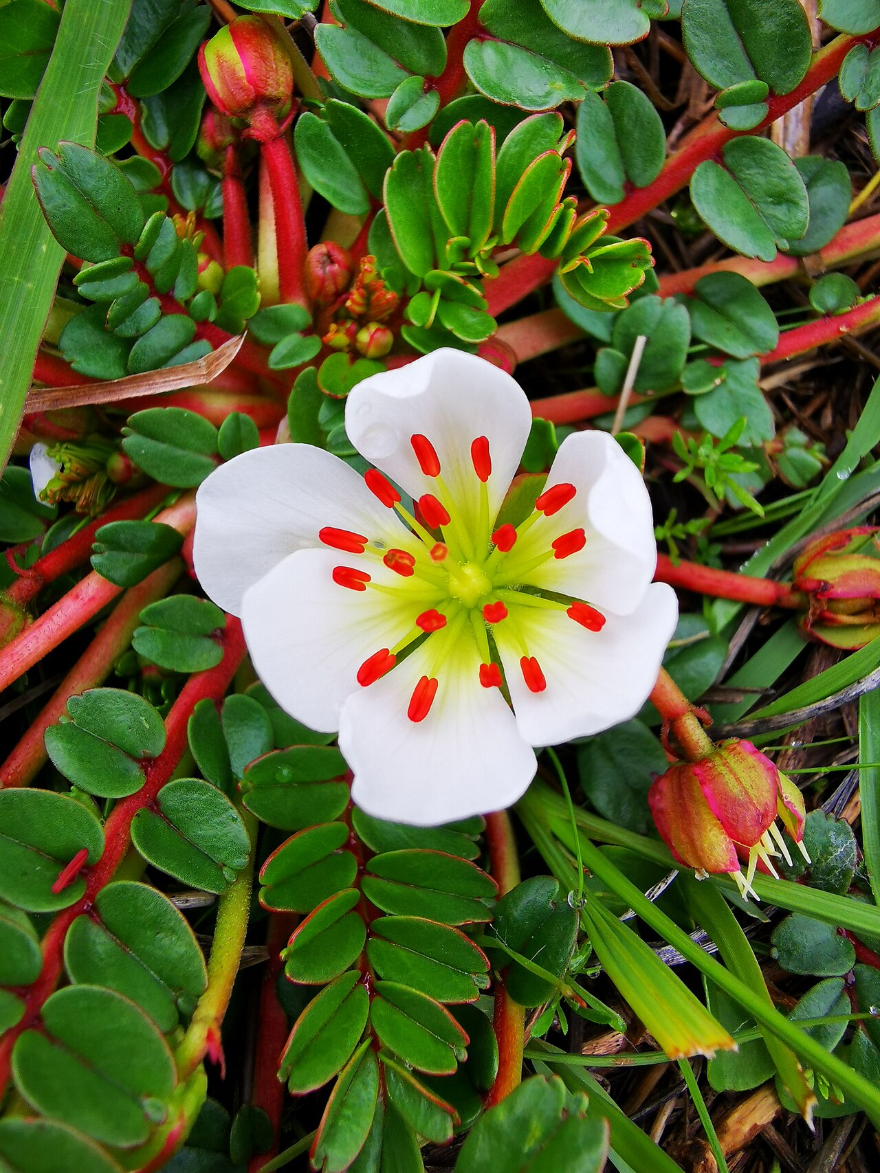 Hypseocharis bilobata: H. bilobata