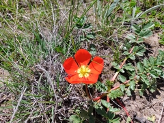 Hypseocharis pimpinellifolia (Hypseocharis pimpinellifolia)