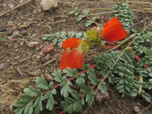 Hypseocharis pimpinellifolia (Hypseocharis pimpinellifolia)