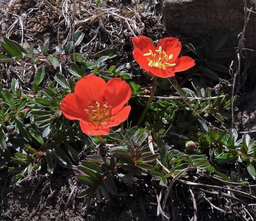 Hypseocharis pimpinellifolia (Hypseocharis pimpinellifolia)