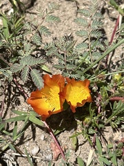 Hypseocharis pimpinellifolia (Hypseocharis pimpinellifolia)