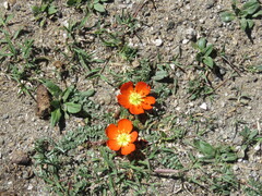 Hypseocharis pimpinellifolia (Hypseocharis pimpinellifolia)