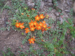 Hypseocharis pimpinellifolia (Hypseocharis pimpinellifolia)