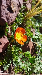 Hypseocharis pimpinellifolia (Hypseocharis pimpinellifolia)