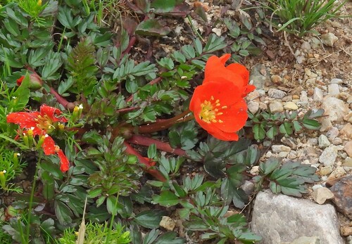 Hypseocharis pimpinellifolia (Hypseocharis pimpinellifolia)