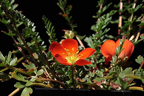 Hypseocharis pimpinellifolia: Hypseocharis pimpinellifolia plant in cultivation, California, USA.