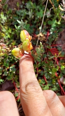 Hypseocharis pimpinellifolia (Hypseocharis pimpinellifolia)