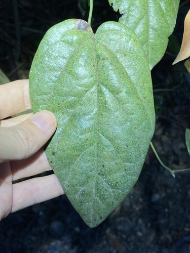Hairy hypserpa (Hypserpa decumbens)