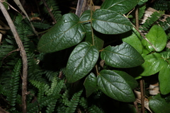 Hairy hypserpa (Hypserpa decumbens)