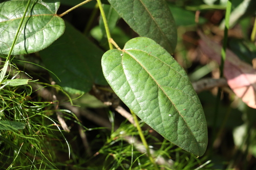 Hairy hypserpa (Hypserpa decumbens)