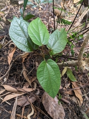Hairy hypserpa (Hypserpa decumbens)