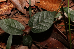 Hairy hypserpa (Hypserpa decumbens)