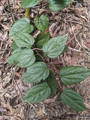 Hairy hypserpa (Hypserpa decumbens)