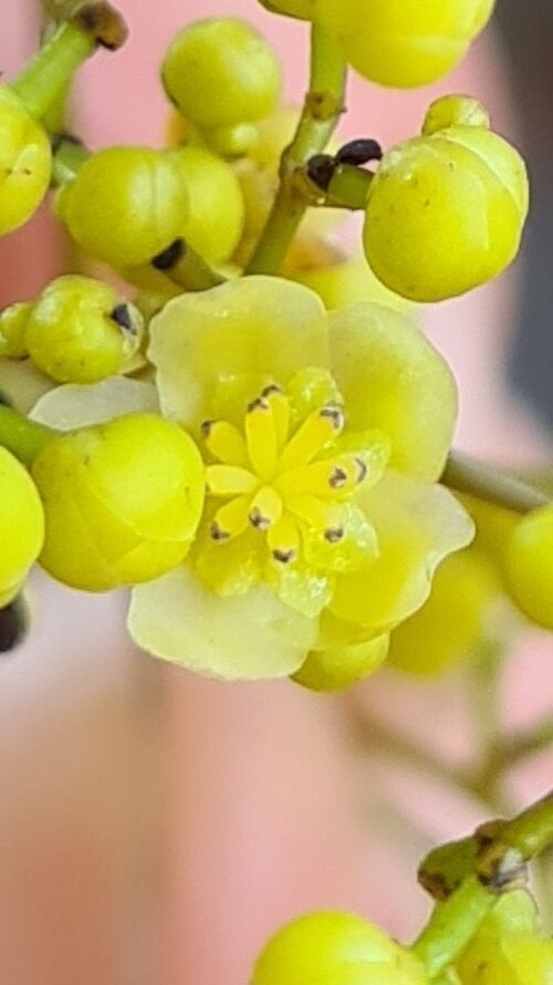 Hypserpa laurina: Hypserpa laurina in Australia