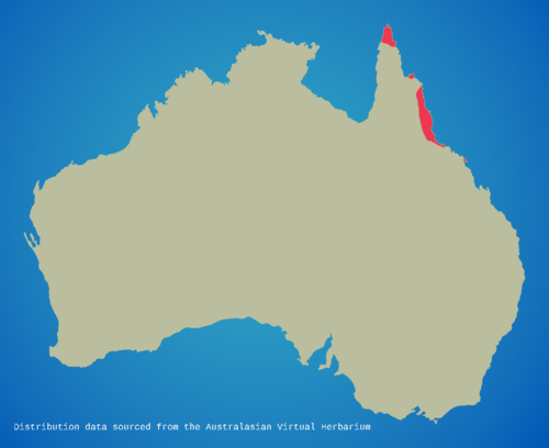 Hypserpa laurina: Distribution of Hypserpa laurina in Australia