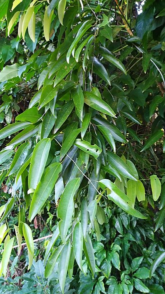 Hypserpa laurina: Hypserpa laurina
