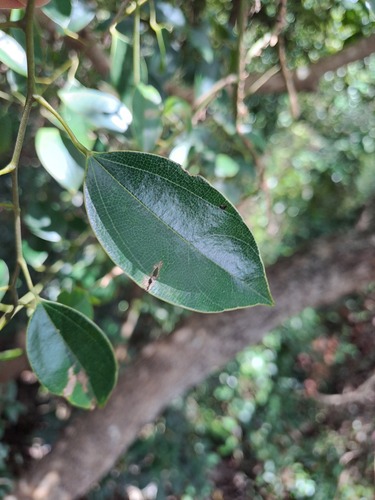 Hypserpa nitida (Hypserpa nitida)