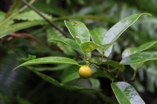 Hypserpa nitida (Hypserpa nitida)