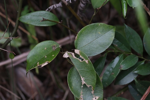 Hypserpa nitida (Hypserpa nitida)