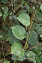 Hypserpa nitida (Hypserpa nitida)