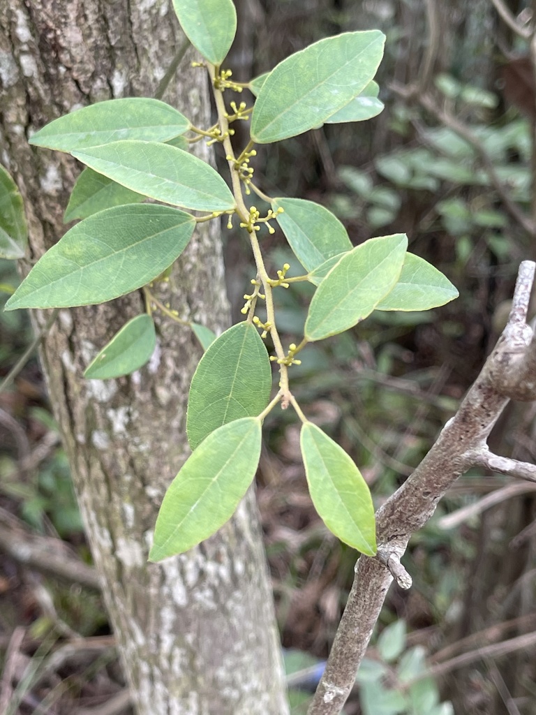 Hypserpa nitida (Hypserpa nitida)