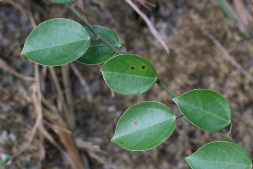 Hypserpa nitida (Hypserpa nitida)