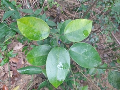 Hypserpa nitida (Hypserpa nitida)