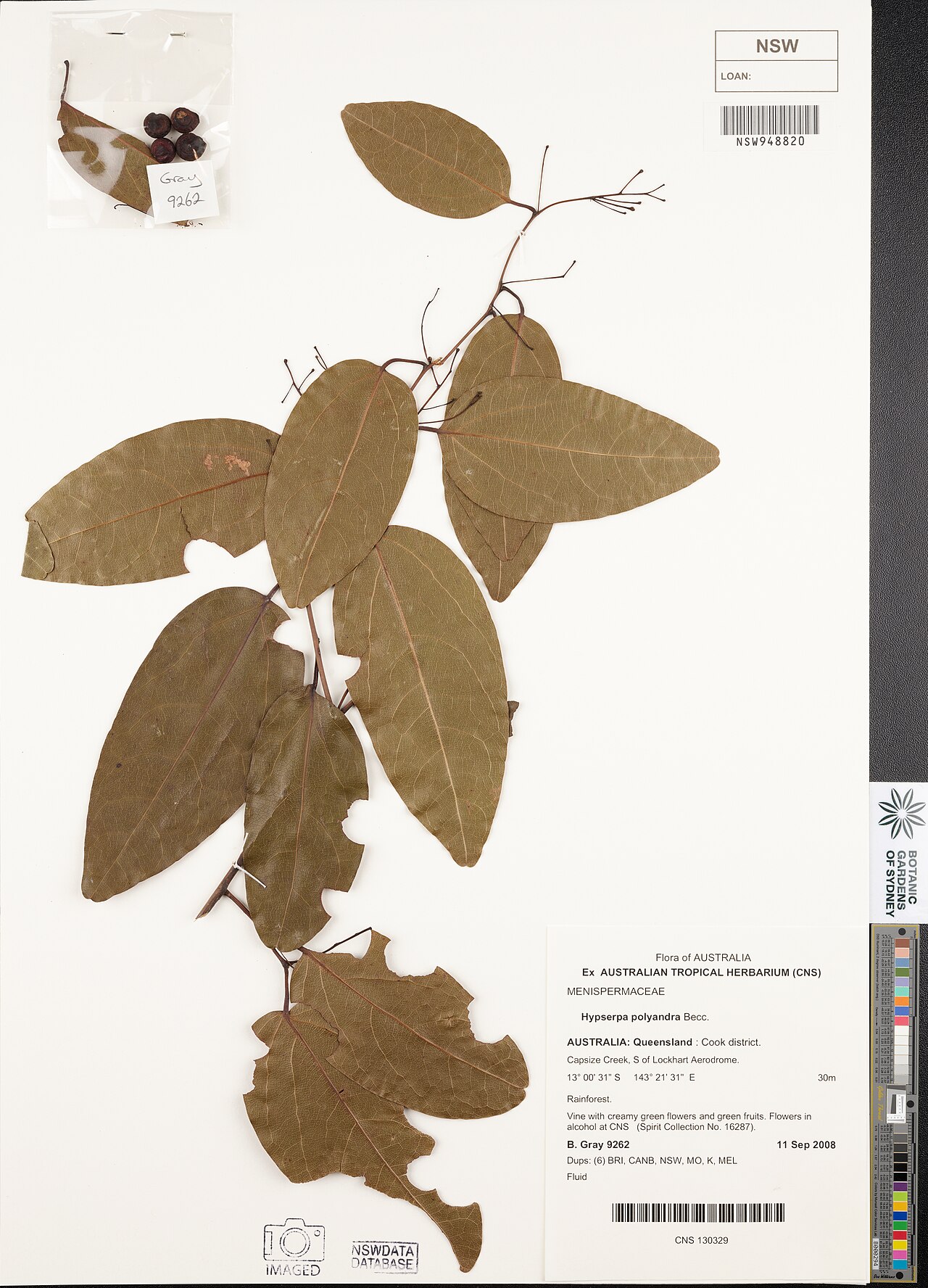 Hypserpa polyandra: Hypserpa polyandra herbarium specimen
