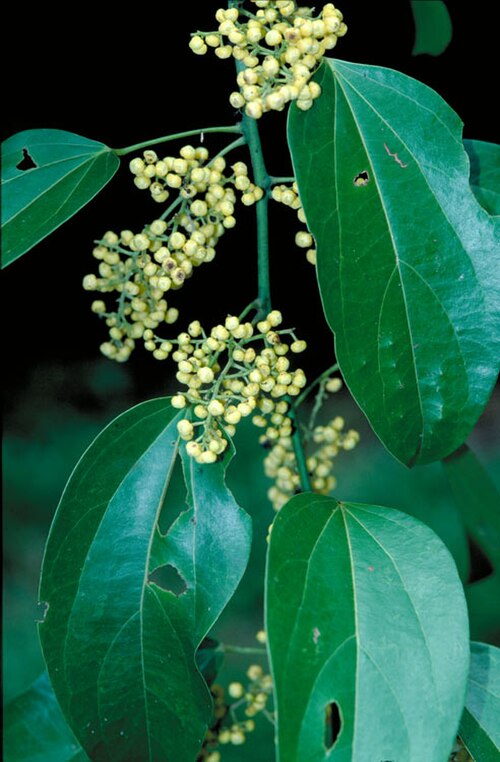Hypserpa polyandra: Hypserpa polyandra foliage and flowers