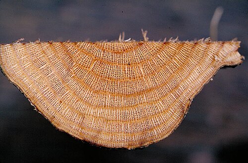 Hypserpa polyandra: Hypserpa polyandra section through vine stem