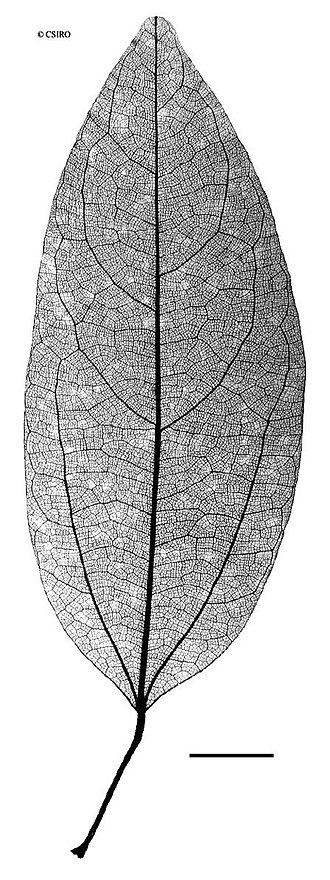Hypserpa polyandra: Hypserpa polyandra , leaf xray