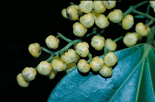 Hypserpa polyandra: Hypserpa polyandra close-up of flowers