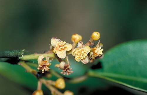 Hypserpa smilacifolia: Hypserpa smilacifolia flowers