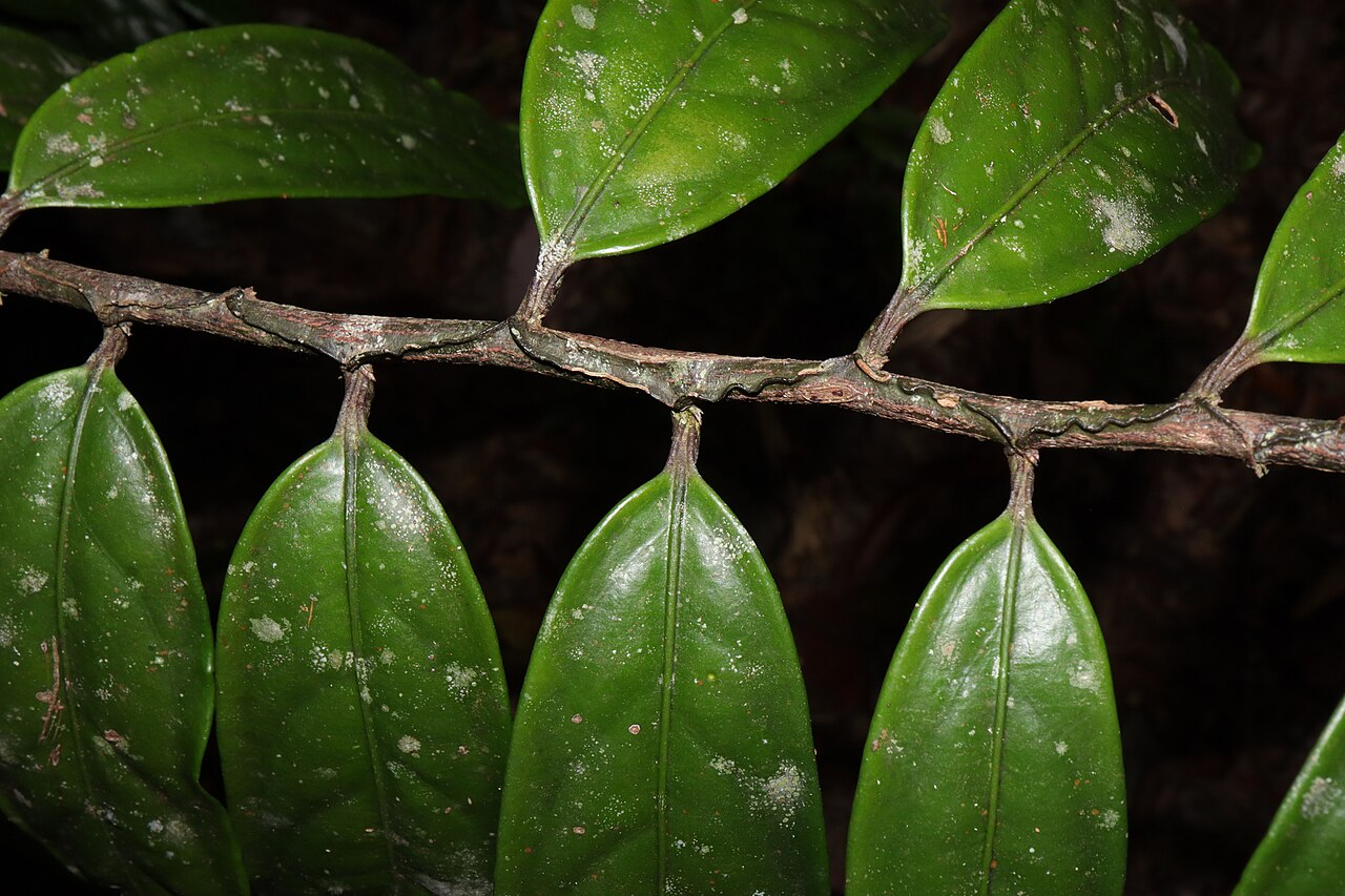 Hypsophila dielsiana: Hypsophila dielsiana in rainforest near Cairns , Queensland