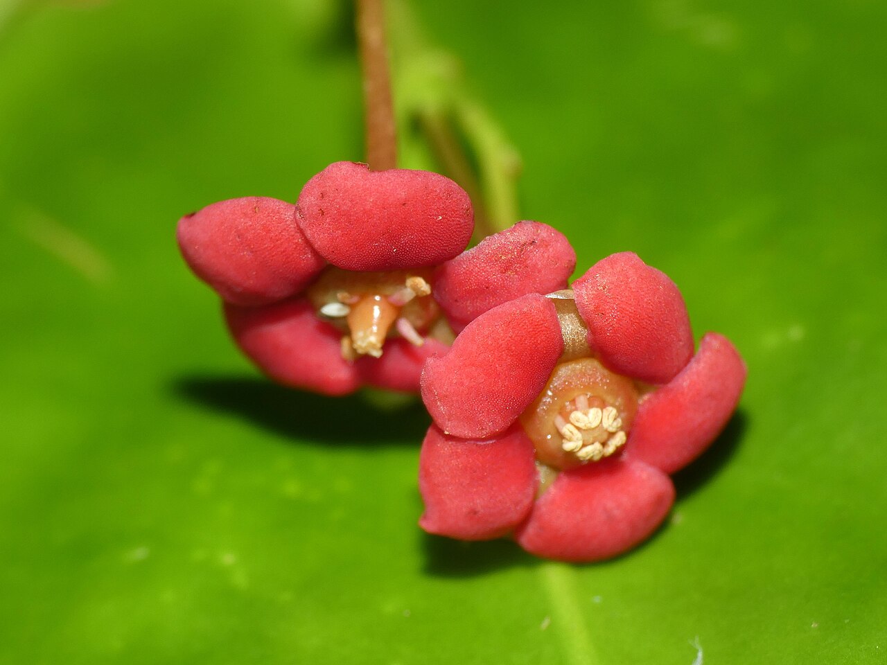 Hypsophila dielsiana: Hypsophila dielsiana from Cape Tribulation , Australia