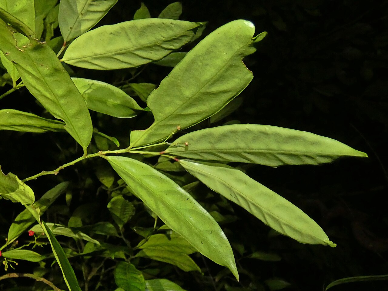 Hypsophila dielsiana: Hypsophila dielsiana from Cape Tribulation , Australia