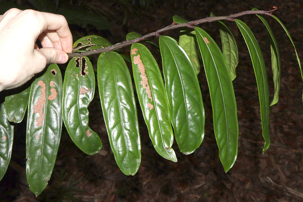 Hypsophila dielsiana: Hypsophila dielsiana in rainforest near Cairns , Queensland