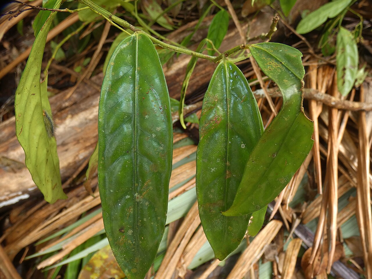 Hypsophila dielsiana: Hypsophila dielsiana from Cape Tribulation , Australia