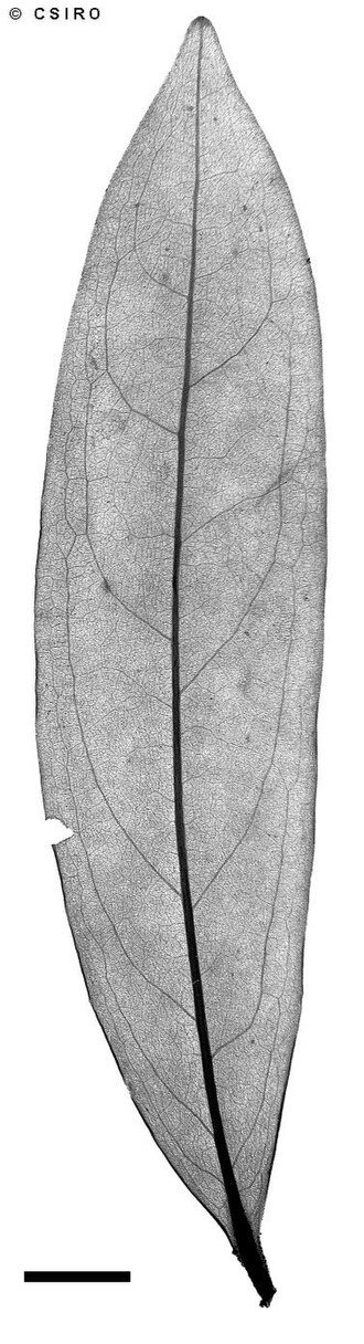 Hypsophila dielsiana: Hypsophila dielsiana , x-ray of leaf