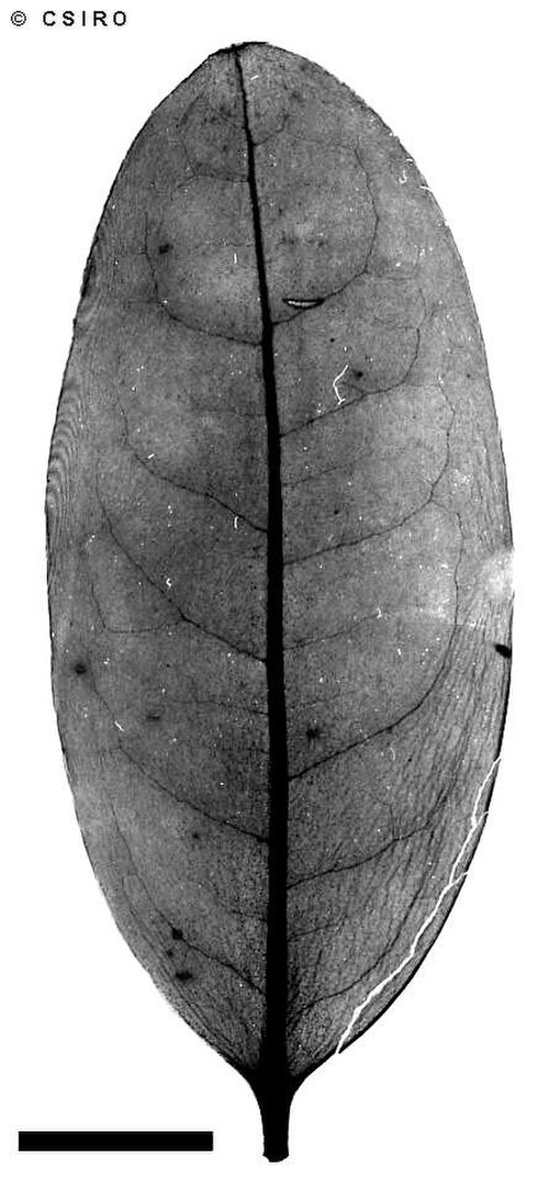 Hypsophila halleyana: Hypsophila halleyana , x-ray of leaf