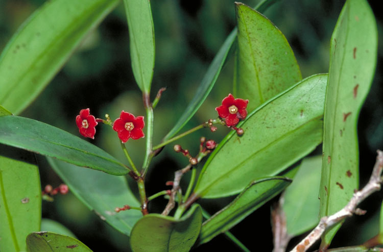 Hypsophila halleyana: Hypsophila halleyana flowers and foliage