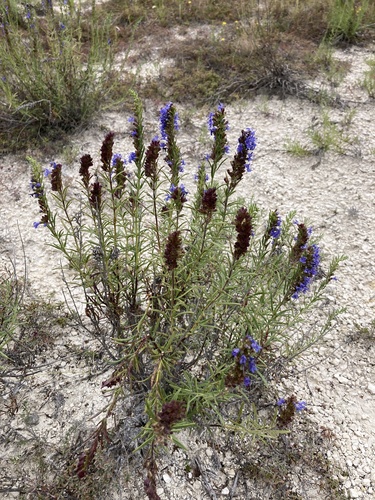 Hyssop (Hyssopus officinalis)