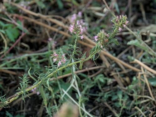 Hyssop (Hyssopus officinalis)