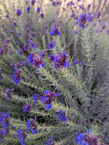 Hyssop (Hyssopus officinalis)