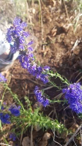 Hyssop (Hyssopus officinalis)